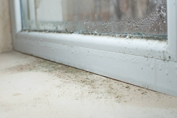 Why You Should Choose Our Mold Remediation Services in Bernie, MO